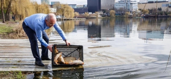 CLUJ-NAPOCA | Acțiune de populare cu crap în lacurile din cartierul Gheorgheni